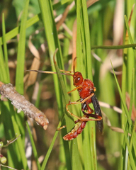 Trogomorpha trogiformis