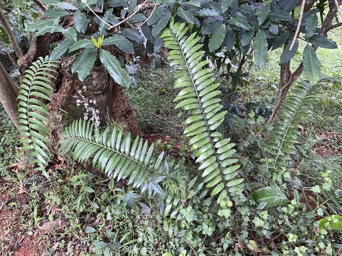 Encephalartos natalensis