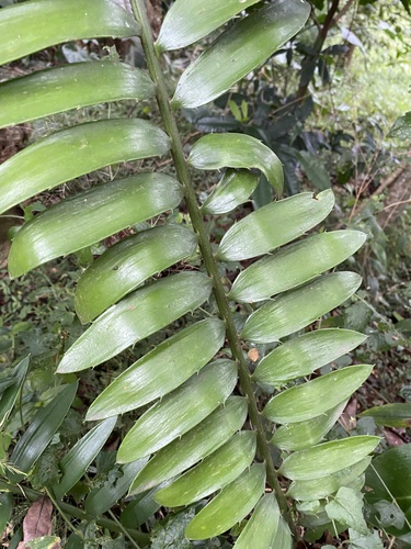 Encephalartos natalensis