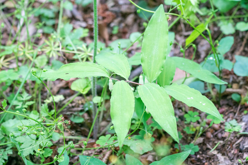 Image of Polygonatum lasianthum by (c) WATANABE Hitoshi 渡辺仁, some rights reserved (CC BY)
