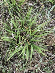 Carex gynodynama