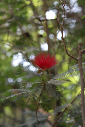 Calliandra bijuga observed 2019-04-29