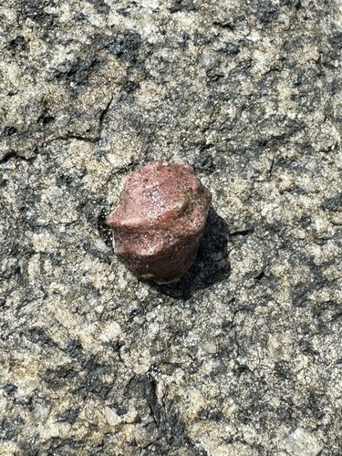 Mancinella triangularis observed 2024-04-27