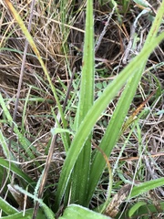 Carex gynodynama