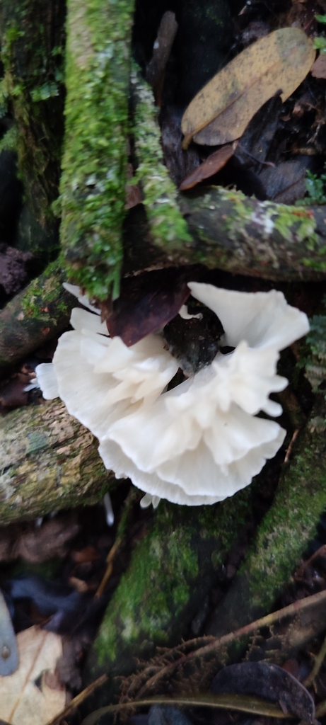 Irpex rosettiformis · April 2024 · photo: © kyheco (iNaturalist, cc-by)