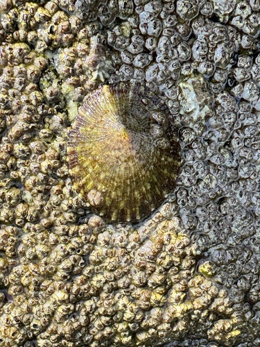 Lottia mesoleuca