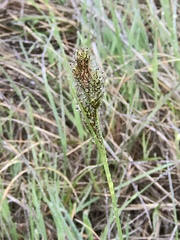 Carex gynodynama