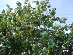Hibiscus