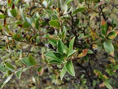 Dasyphyllum ferox