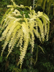 Ledenbergia peruviana