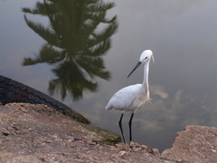 Egretta garzetta