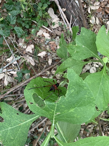 Central Texas Leaf-Katydid photo 6