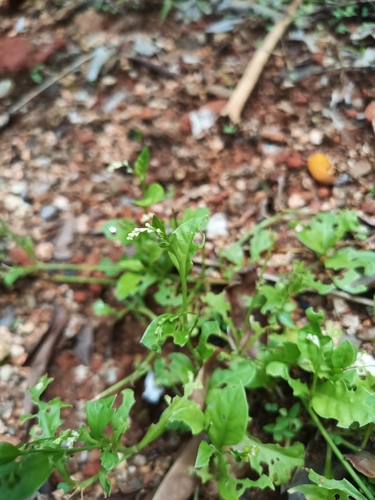 Image of Microtea debilis by (c) Guillaume Delaitre, some rights reserved (CC BY)