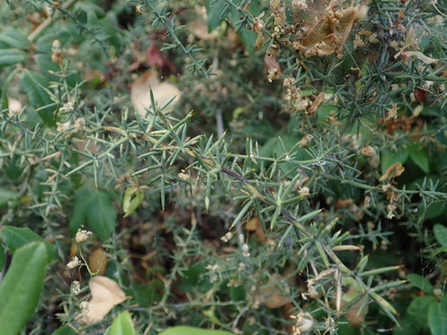 Asparagus aphyllus (Asparagus aphyllus)