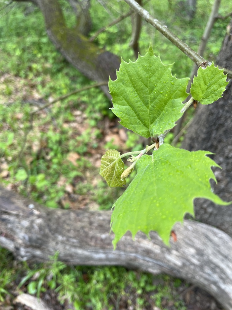 American sycamore from New York Ave NE, Washington, DC, US on April 27 ...