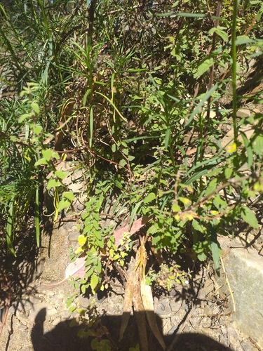Calceolaria parvifolia (Calceolaria parvifolia)