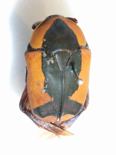 Pachnoda ephippiata