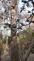 Morisonia americana, photograph (c) Carlos Domínguez-Rodríguez, some rights reserved (CC BY)