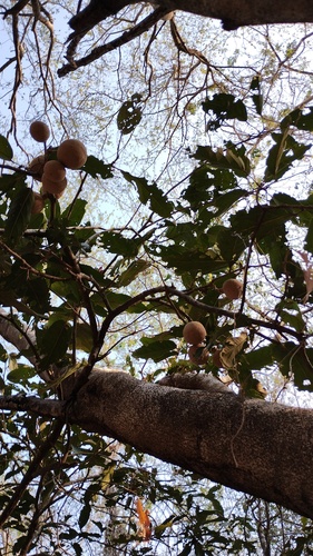 Morisonia americana, photograph 5