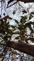 Morisonia americana, photograph (c) Carlos Domínguez-Rodríguez, some rights reserved (CC BY)