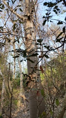 Morisonia americana, photograph (c) Carlos Domínguez-Rodríguez, some rights reserved (CC BY)