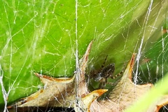 Badumna longinqua