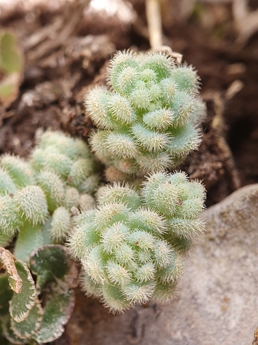 Sedum glanduliferum Gussone