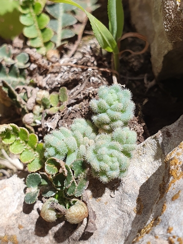 Sedum glanduliferum Gussone 2