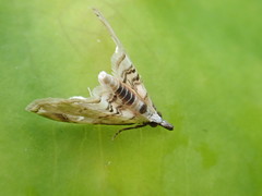 Trichophysetis cretacea
