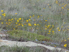 Eremophila alpestris peregrina