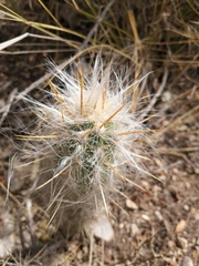 Oreocereus pseudofossulatus