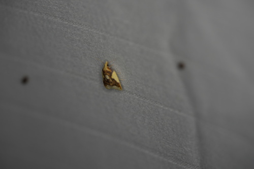 Beautiful Sparganothis photo 2