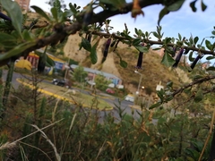 Dunalia brachyacantha