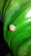 Sinistrofulgur perversum