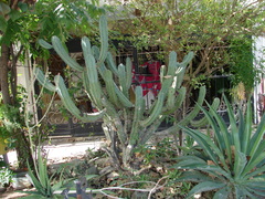 Cactaceae