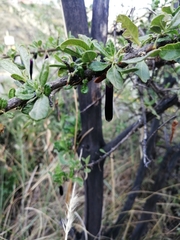 Dunalia brachyacantha