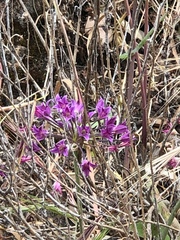 Allium peninsulare