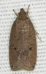 Psilocorsis reflexella