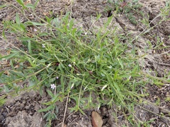 Convolvulus simulans