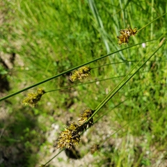Carex serratodens