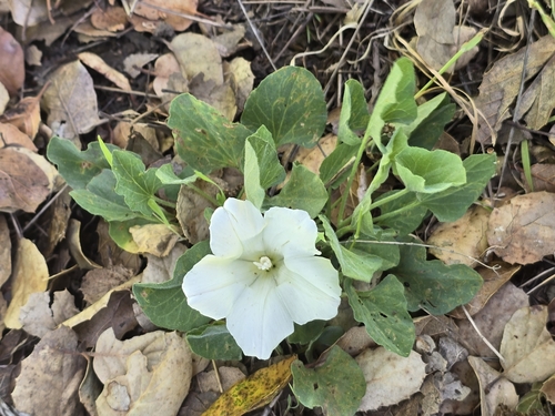 Image of Calystegia subacaulis by (c) Alan Rockefeller, some rights reserved (CC BY)