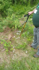 Ornithogalum umbellatum