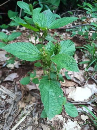 Image of Acalypha arvensis by (c) Guillaume Delaitre, some rights reserved (CC BY)