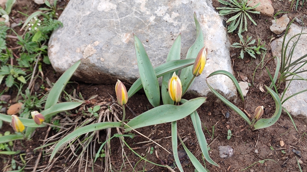 Tulipa turkestanica; photograph (c) jeanjacquesgodon, some rights reserved (CC BY)