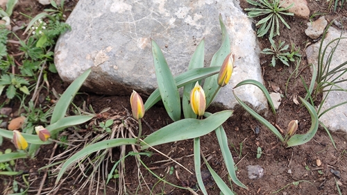 Tulipa turkestanica (Tulipa turkestanica)