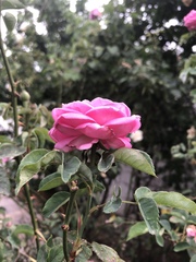 Rosa
