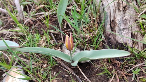 Tulipa turkestanica, photograph 1