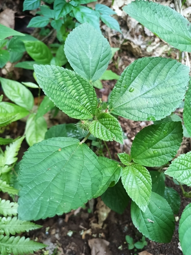 Image of Acalypha arvensis by (c) Guillaume Delaitre, some rights reserved (CC BY)