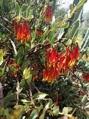 Tristerix penduliflorus