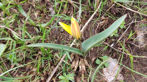 Tulipa turkestanica, photograph 2